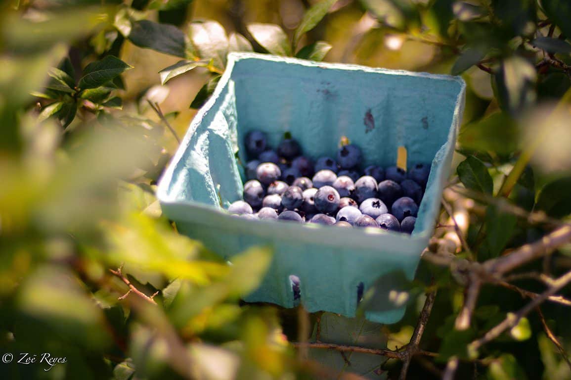 Blueberry Picking in Virginia