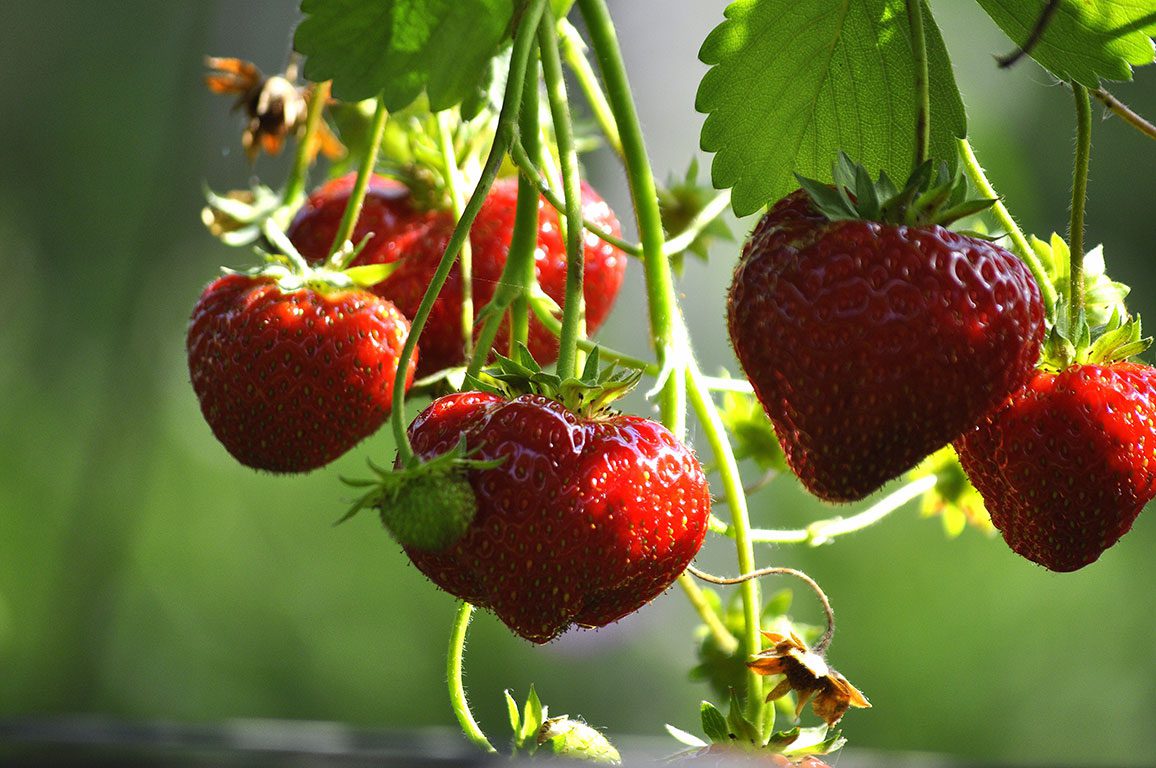 Strawberry Picking in Virginia