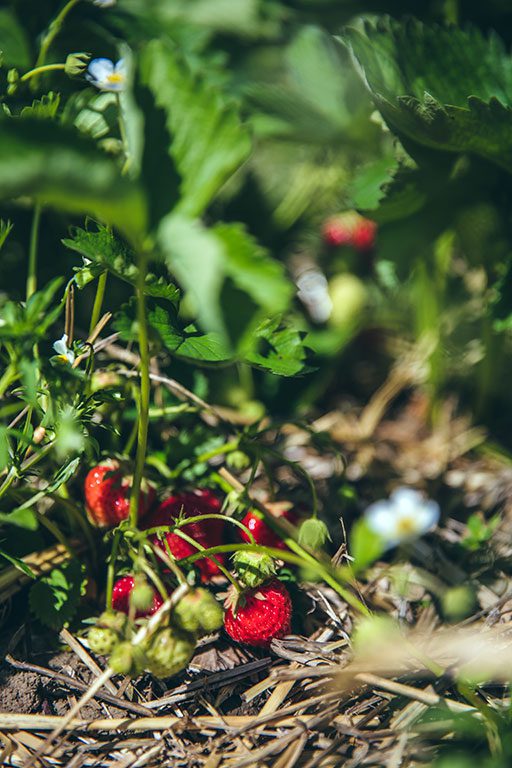 Strawberry Picking in Virginia