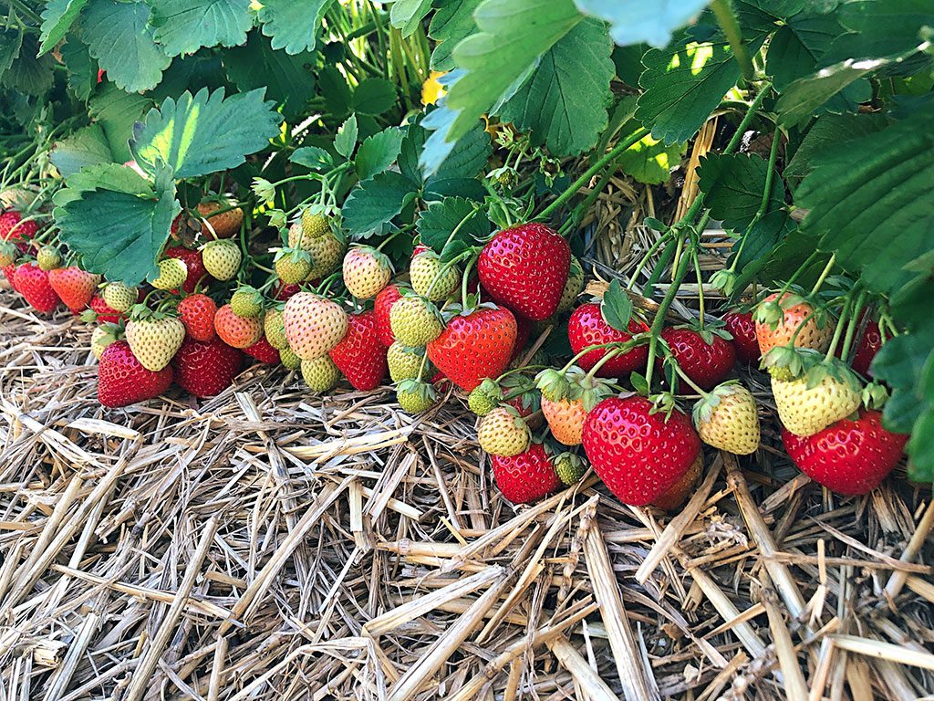 Strawberry Picking in Virginia