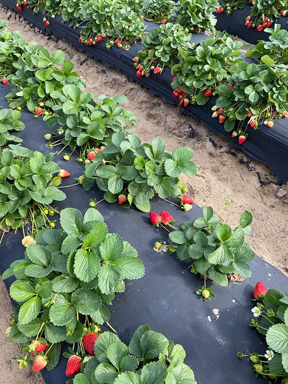 Strawberry Picking in Virginia