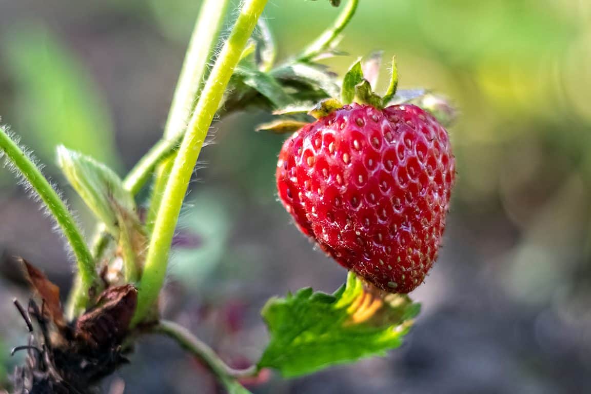 Strawberry Picking in Virginia