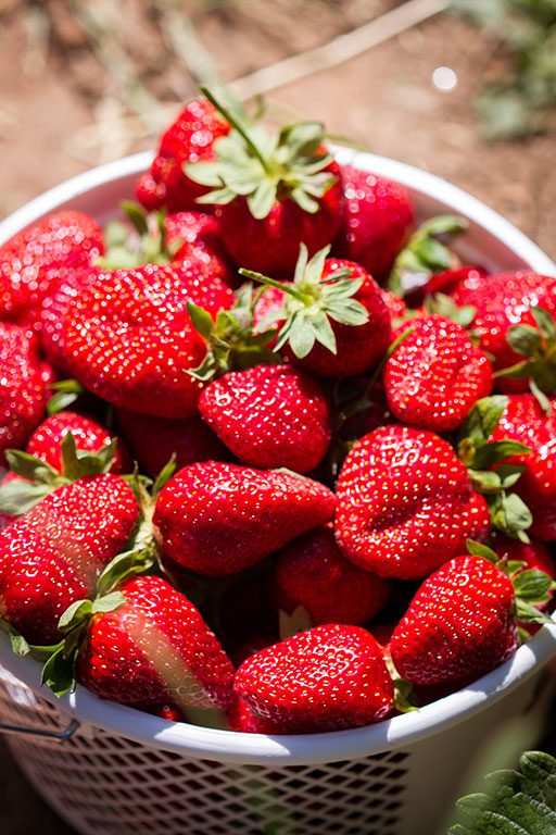 Strawberry Picking in Virginia