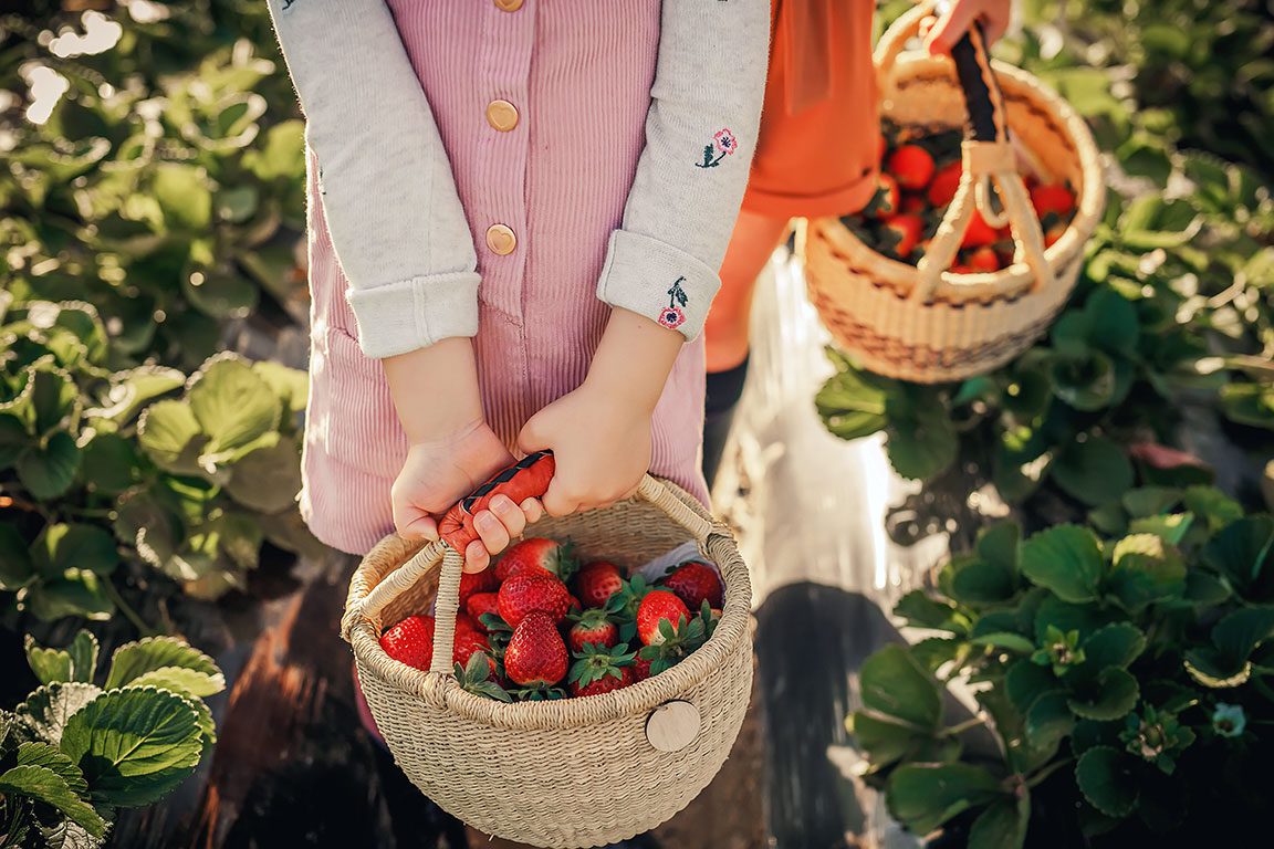 Strawberry Picking in Virginia