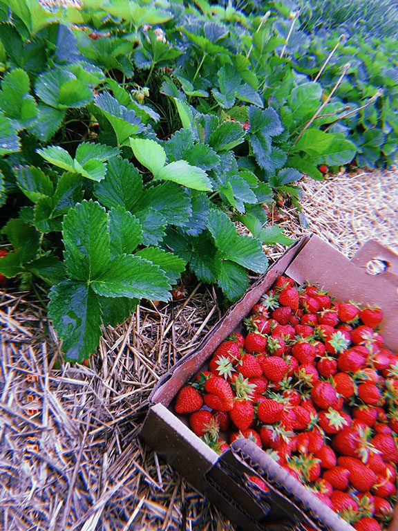 Strawberry Picking in Virginia
