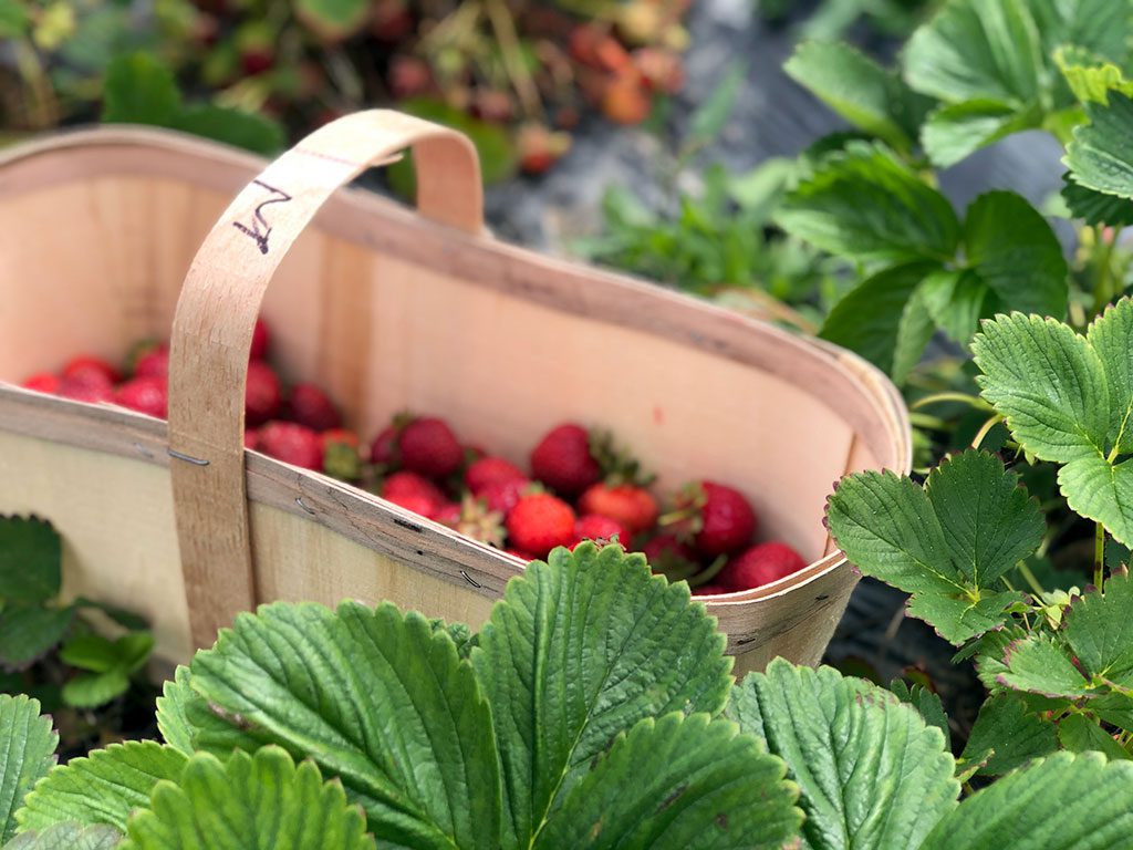 Strawberry Picking in Virginia