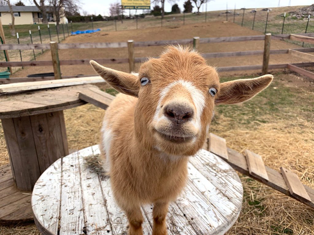 A close-up, slightly low-angle shot features a small, light brown and white goat with striking blue eyes, standing on a weathered, white wooden cable spool. The goat's head is tilted slightly towards the camera, giving a curious expression. The background shows a fenced outdoor enclosure with dry, patchy grass and wooden structures, consistent with a petting zoo environment at a place like Luray Zoo. Interacting with animals at the Luray Zoo is one of the engaging things to do in Luray VA.