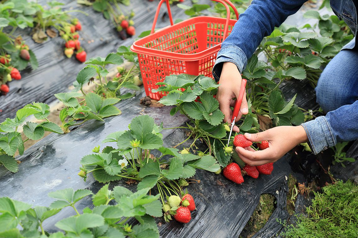 Strawberry Picking in Virginia