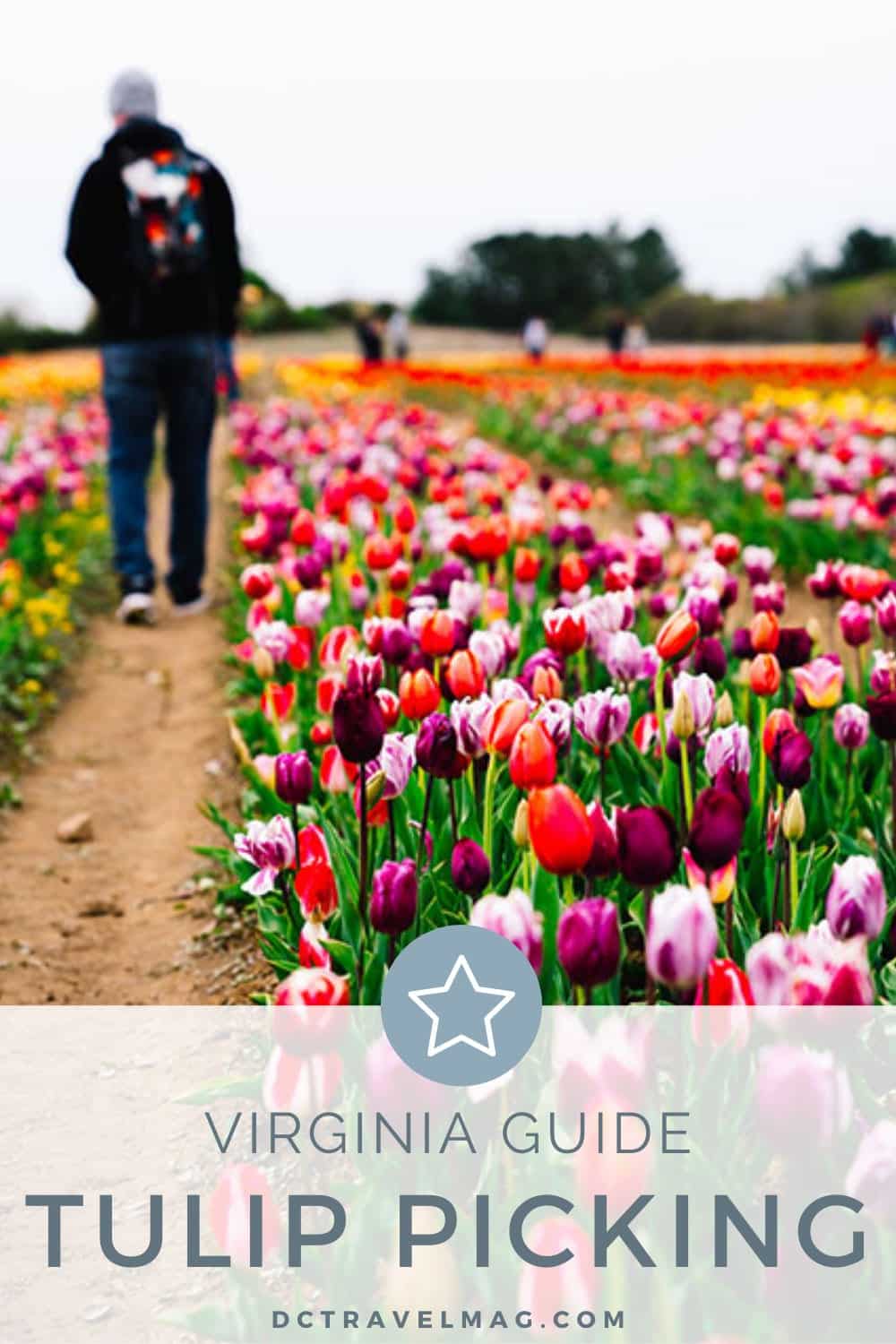 Best Tulip Farms in Virginia- photo credit Keryn Means publisher of DCTravelMag.com