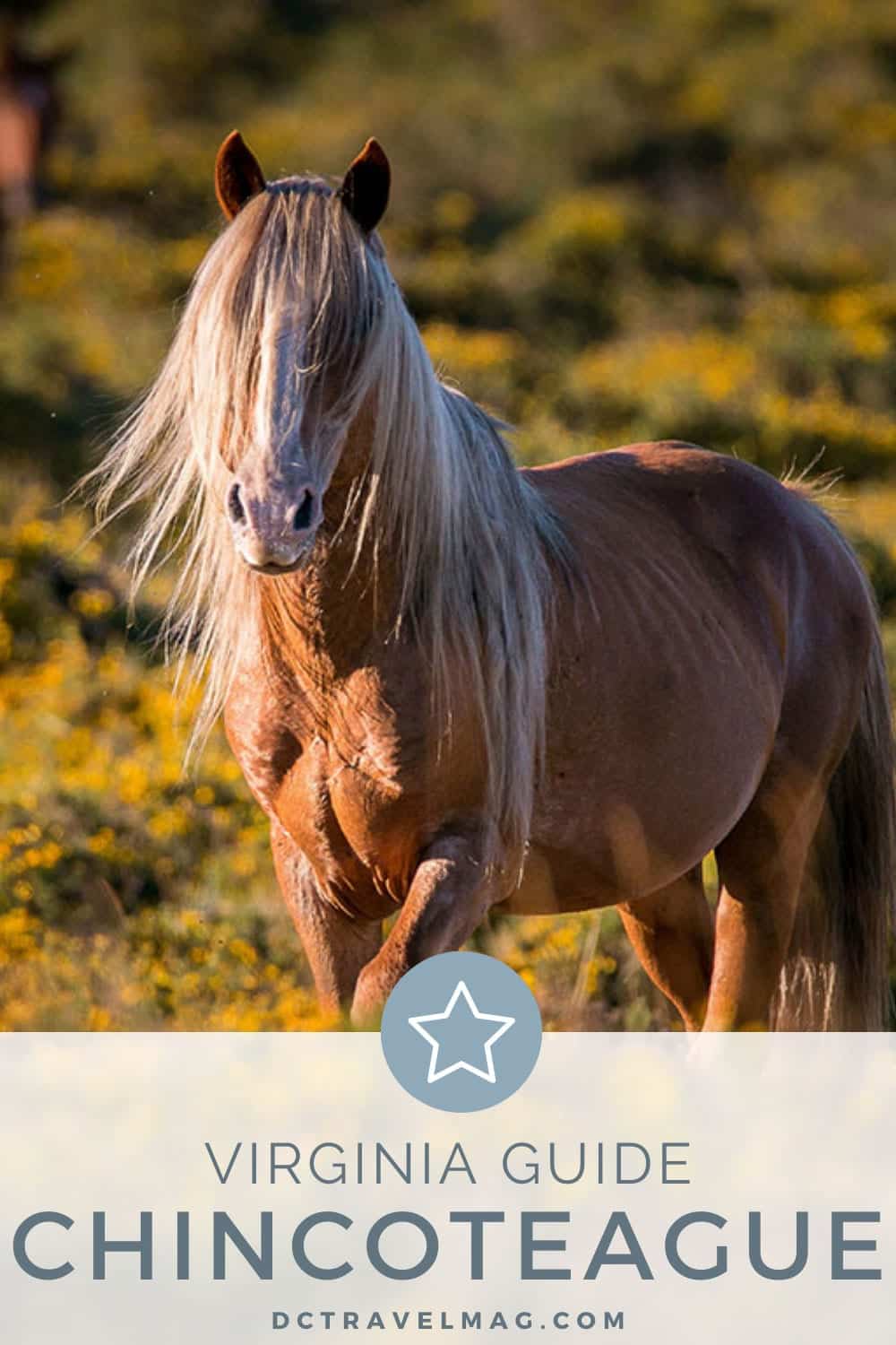 Things To Do In Chincoteague Island Virginia- photo credit Keryn Means publisher of DCTravelMag.com