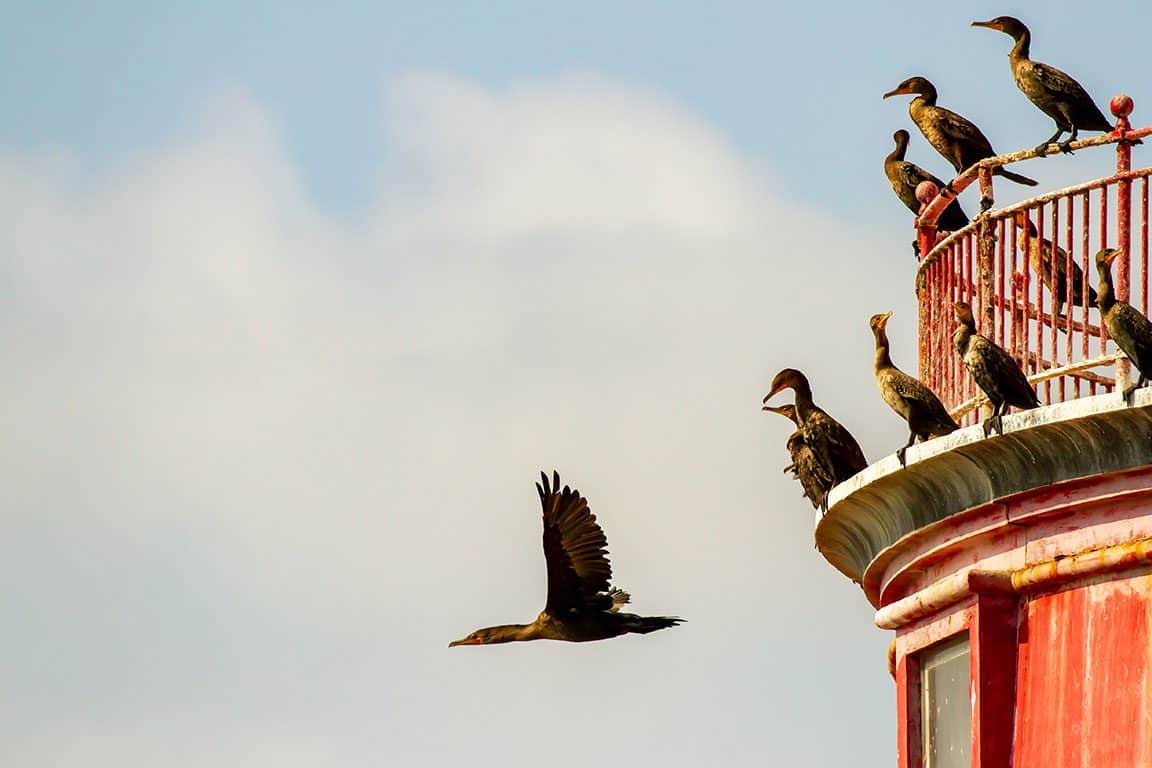 Cormorants Flying Off Lighthouse: Cormorants flying off one of the Delaware lighthouses in a coastal scene.