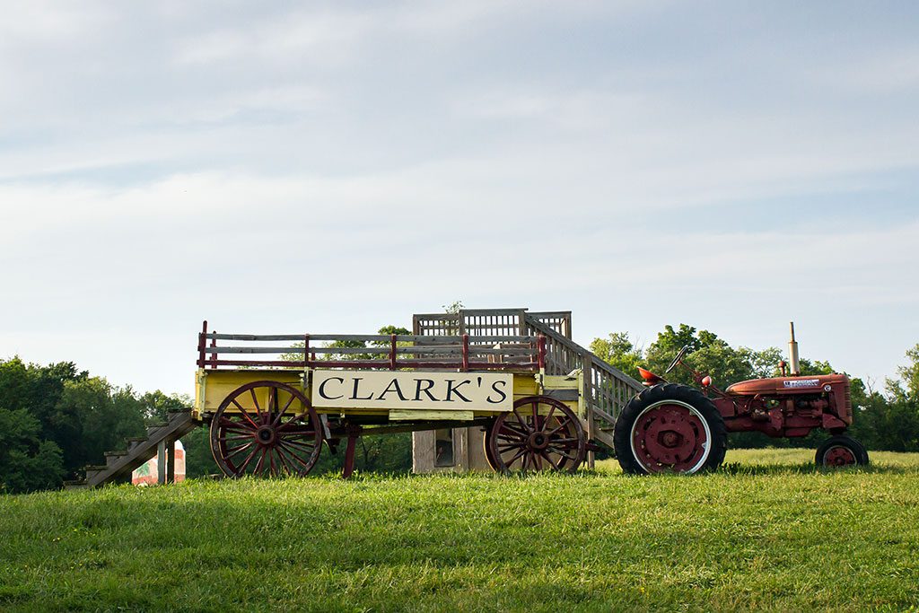 Sunflower Fields in Maryland - Clarks Elioak Farm
