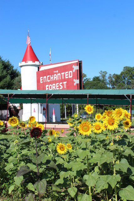 Sunflowers in Frederick Maryland- Clark's Elioak Farm