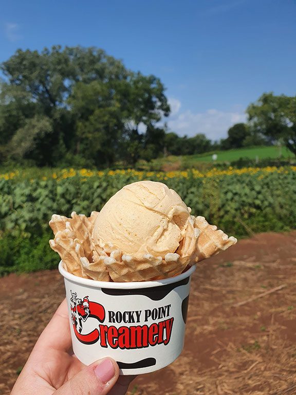 Rocky Point Creamery Sunflower Field - Sunflower Fields in Maryland