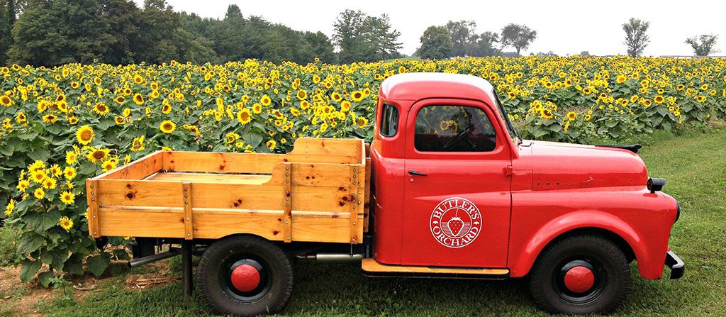 Butlers Orchard Sunflowers - Germantown MD - Sunflower farms in Maryland