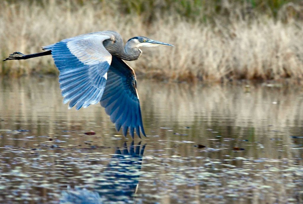 Parks in Laurel Maryland - Patuxent Wildlife Refuge - Things to do in Laurel MD