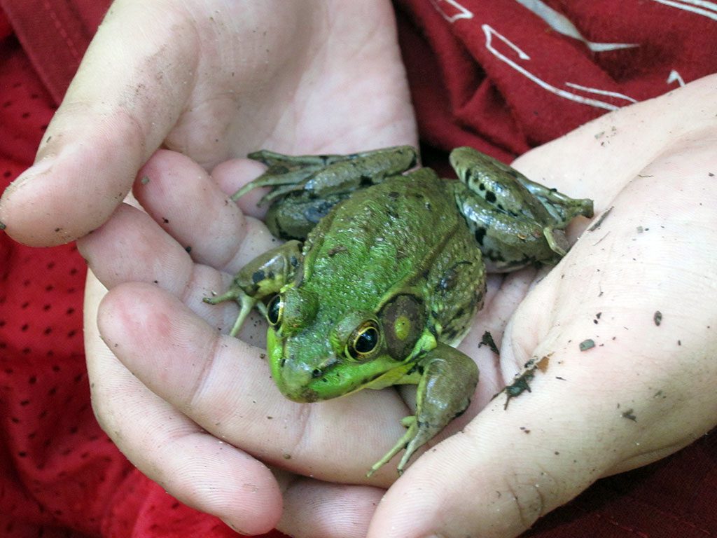 A small frog, sitting perfectly still on top of a hand, exemplifies the diverse wildlife in Maryland's Jug Bay Wetlands Sanctuary. This tranquil spot, renowned for its rich biodiversity, offers some of the best hikes near DC, providing peaceful hikes near DC for nature enthusiasts. It also serves as an excellent complement to hikes in Washington DC and Washington DC hikes within the greater metropolitan area.