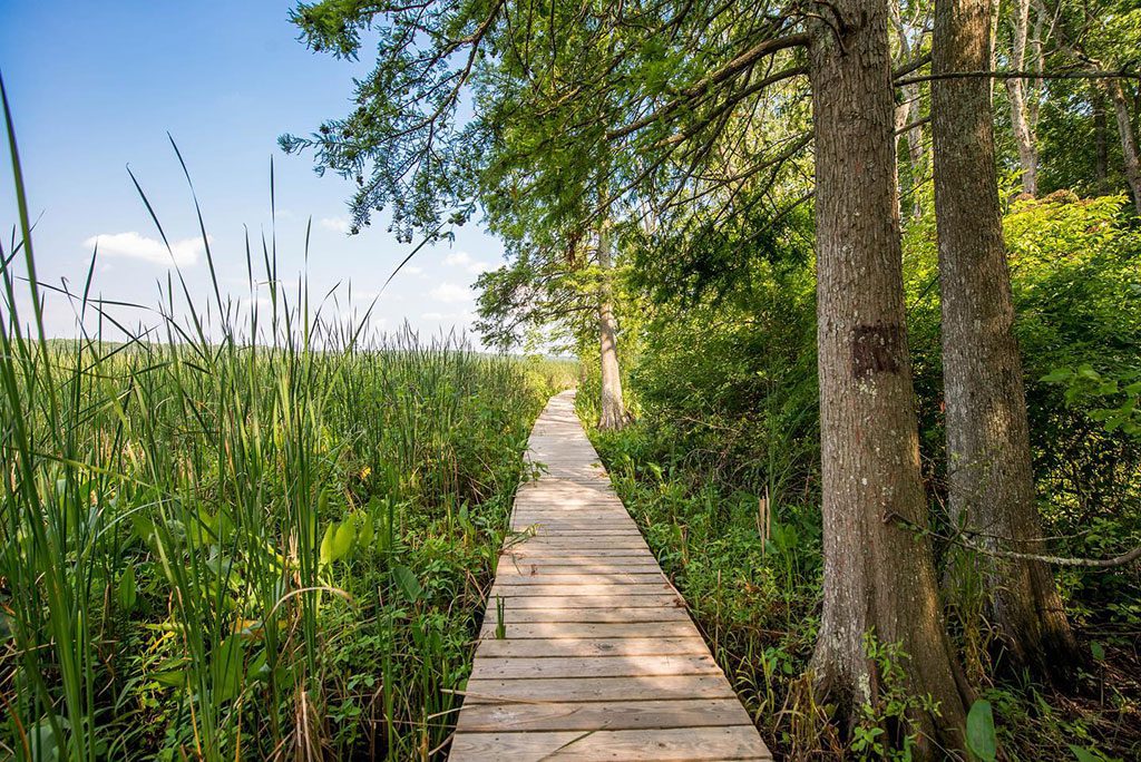 The serene boardwalks and winding trails of Maryland's Jug Bay Wetlands Sanctuary offer an immersive experience through diverse ecosystems. This exceptional natural area provides some of the most rewarding hikes near dc, standing out among the best hikes near dc for its wildlife viewing, and offering valuable options for those seeking Hikes in Washington DC and Washington DC hikes in the broader region.