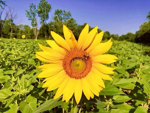 Sunflowers in Maryland- McKee Beshers Wildlife Management Area