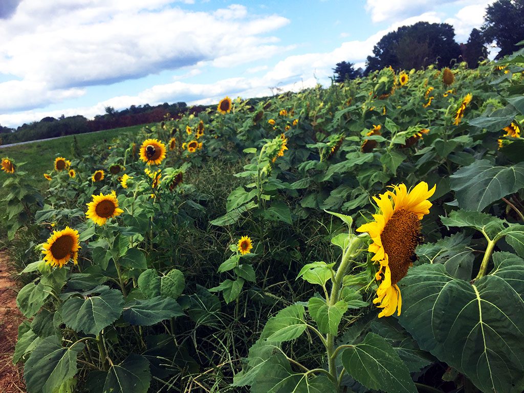 Sunflower Fields in Maryland - Misty Meadow Farm Creamery