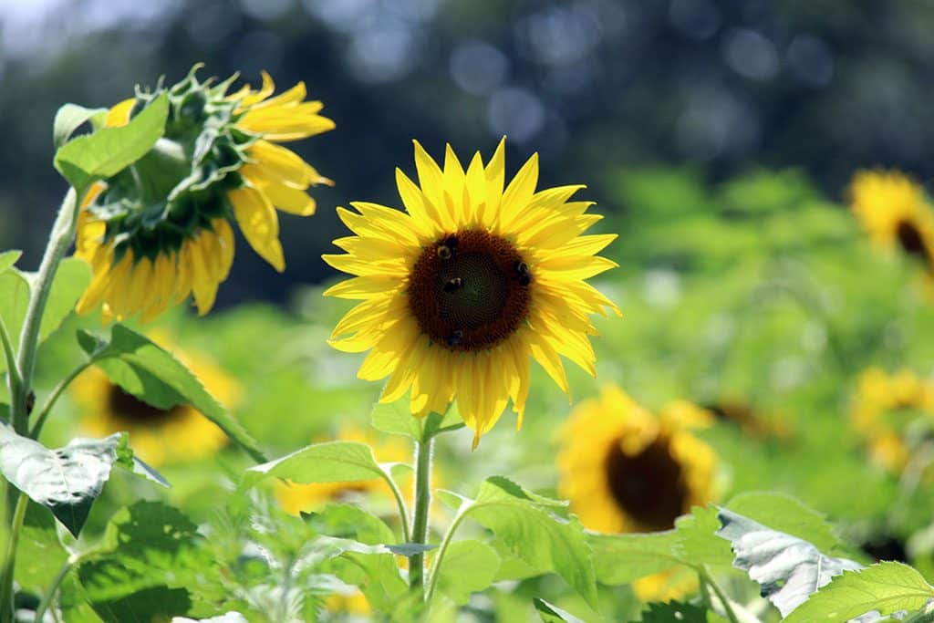 Sunflower Fields in Maryland