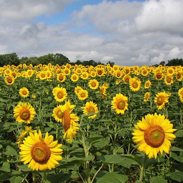 Sunflower Fields in Maryland