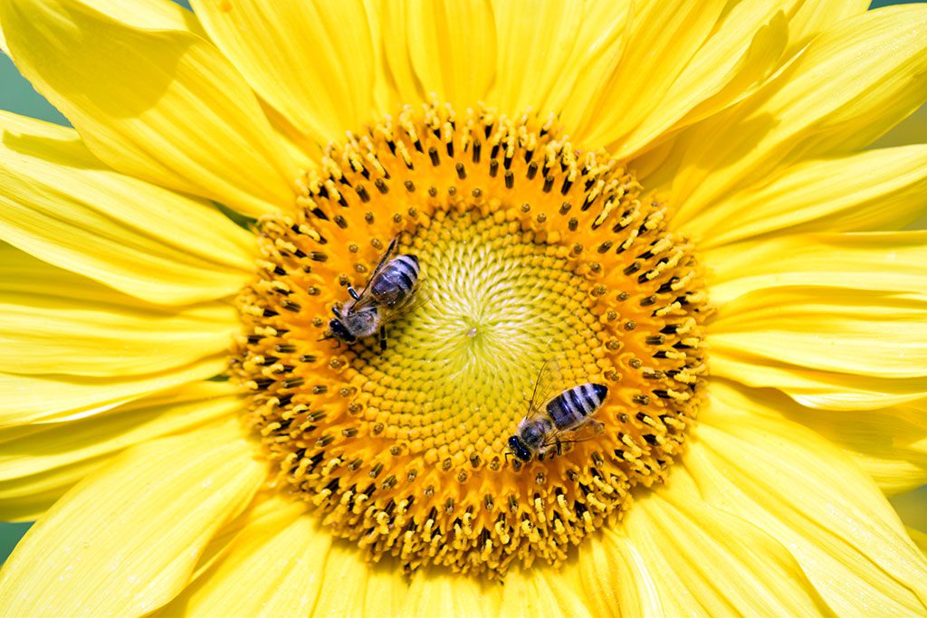 Sunflower Fields in Maryland