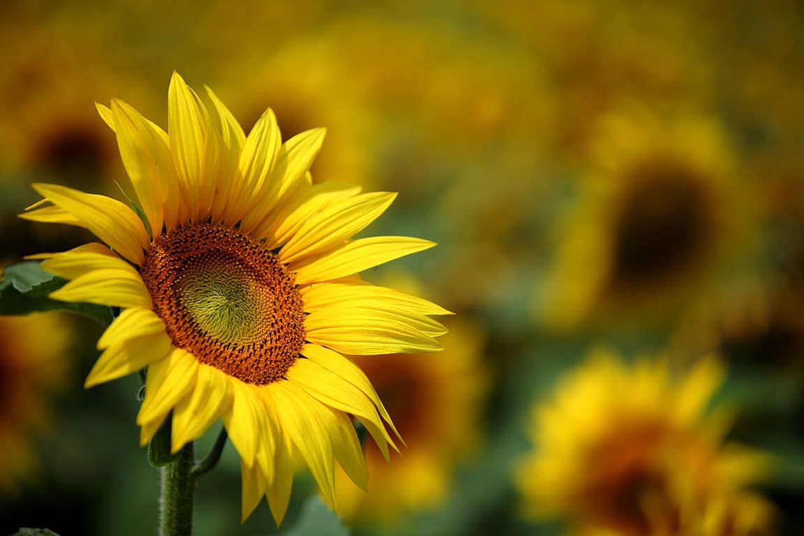 Sunflower Fields in Maryland- Clear Meadow Farm