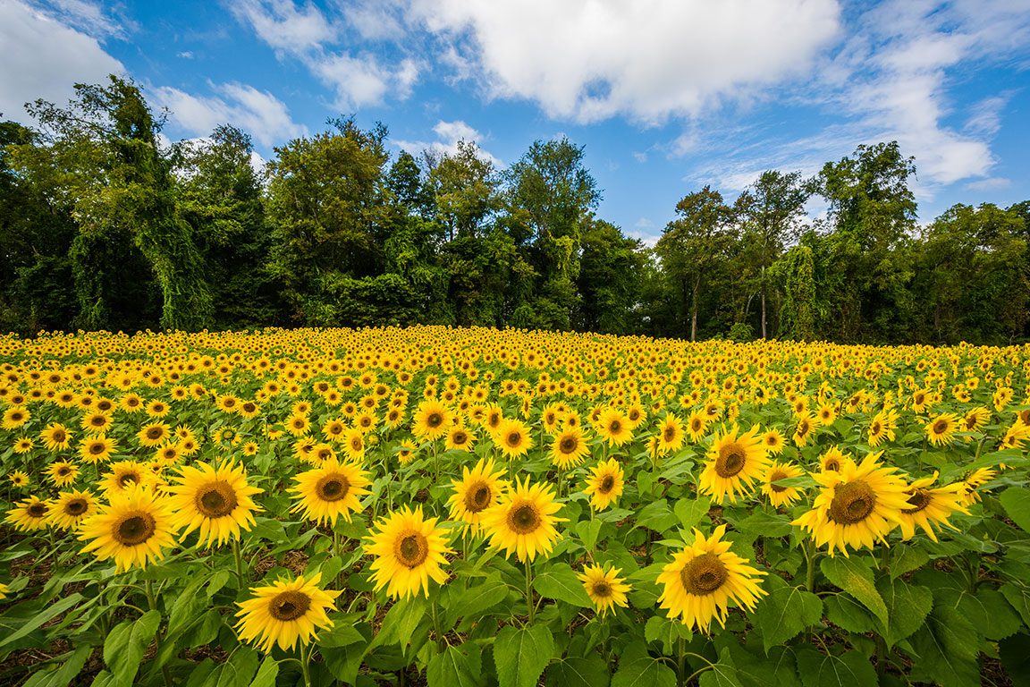 Sunflower Fields in Maryland- Clear Meadow Farm