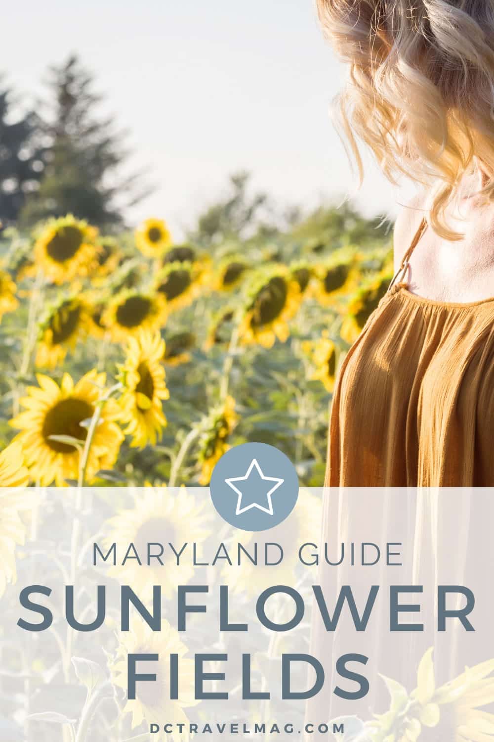 Where to take photos at Sunflower Fields In Maryland- photo credit Keryn Means publisher of DCTravelMag.com