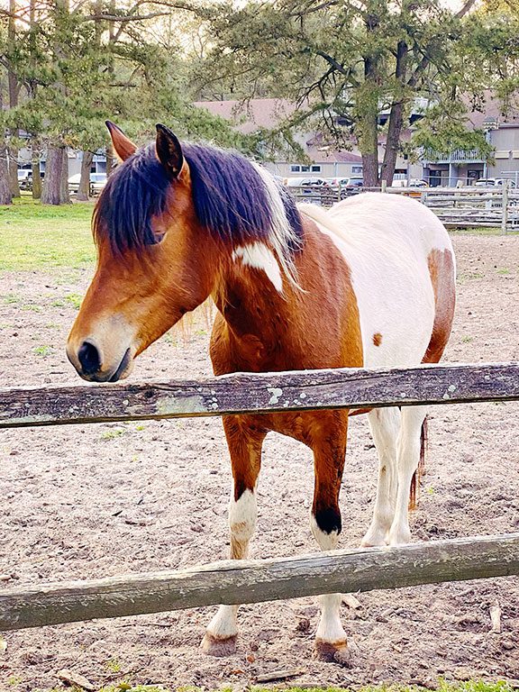 Chincoteague Pony - Chincoteague Virginia- Chincoteague National Wildlife Refuge Wildlife