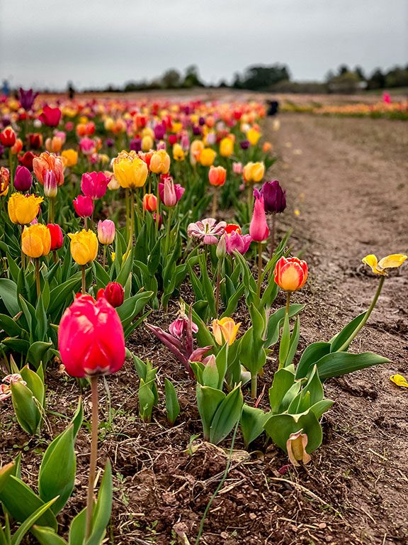 Tulips picking near me - Burnside Farms Nokesville VA - Virginia