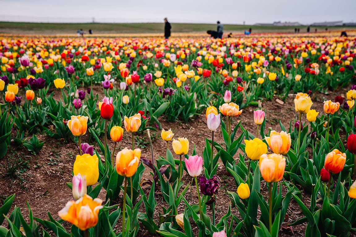 Tulips picking near me - Burnside Farms Nokesville VA - Virginia