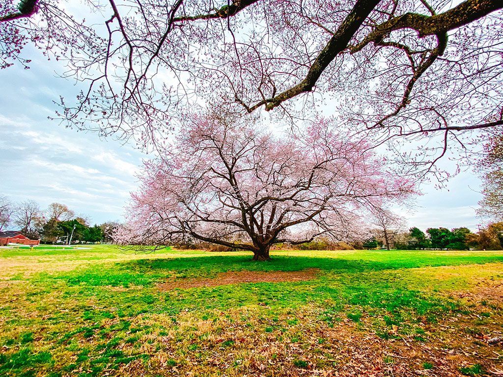 Yorktown Battlefield Virginia