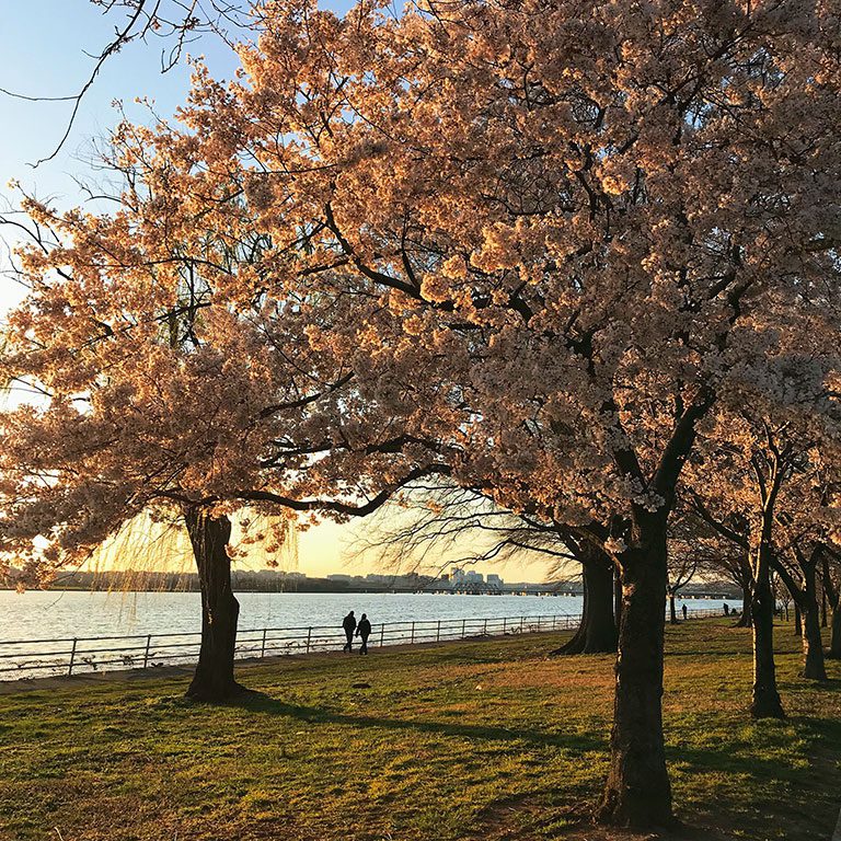 A vibrant canopy of cherry blossoms lines the pathways at Hains Point in Washington DC, creating a beautiful setting for one of the scenic Hikes in washington DC. This popular loop offers accessible hikes near dc and is considered among the best hikes near dc during springtime, making it a quintessential experience for Washington DC hikes.