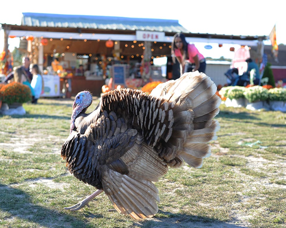Turkey at the Hickory Ridge Farm