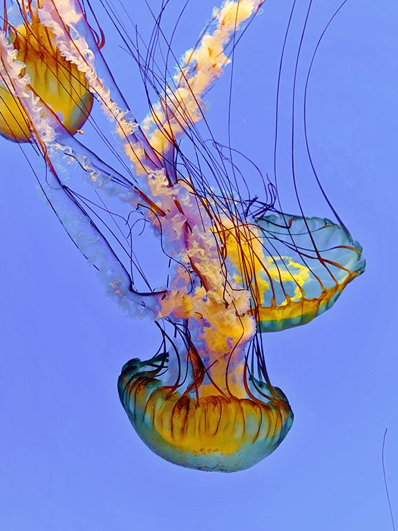 National Aquarium in Baltimore MD