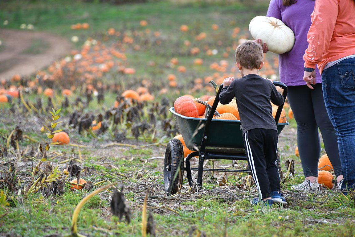 Baltimore Pumpkin Patch