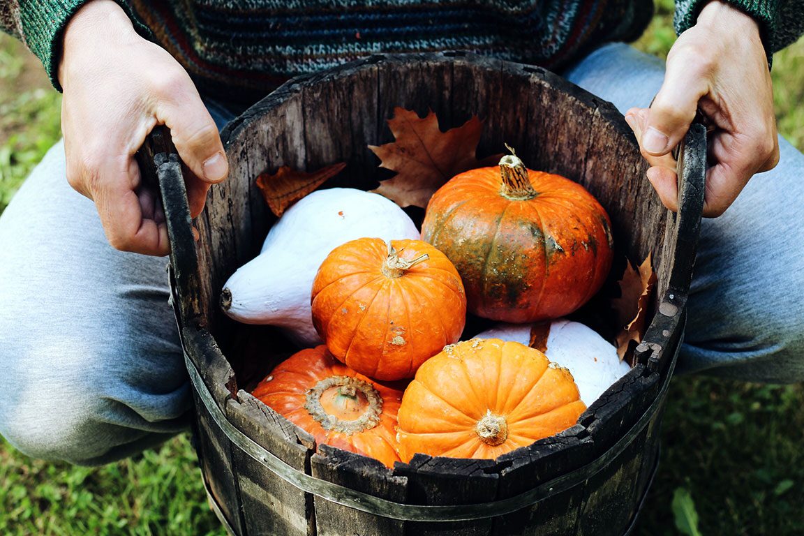 Baltimore Pumpkin Patch