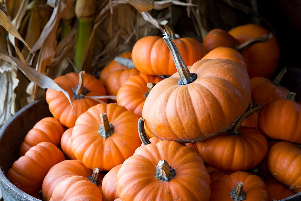 Baltimore Pumpkin Patch