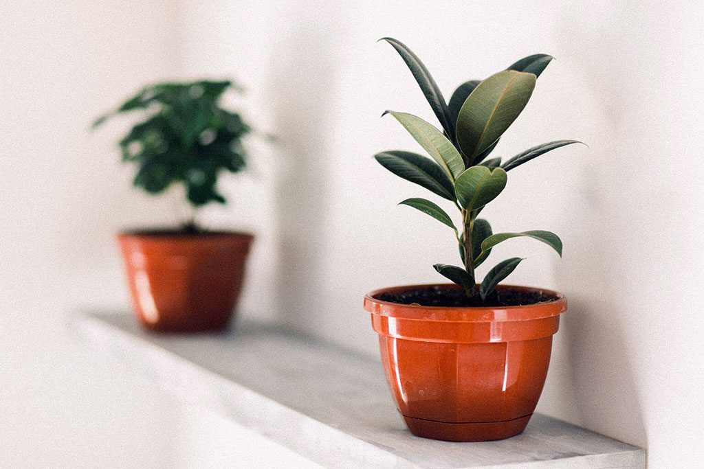 Baltimore Plant nurseries near me