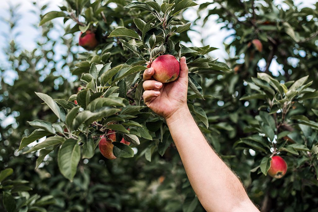 Apple picking in Maryland