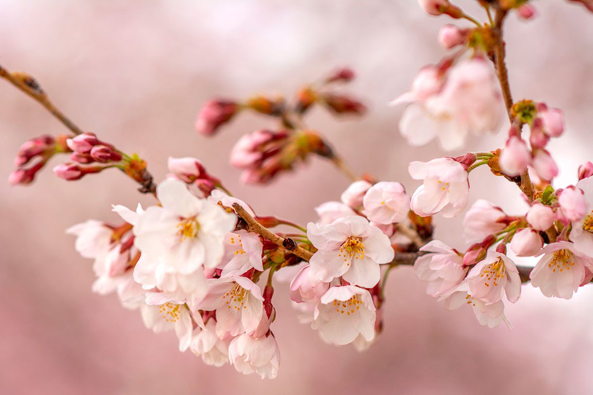 Cherry Blossoms in Washington DC