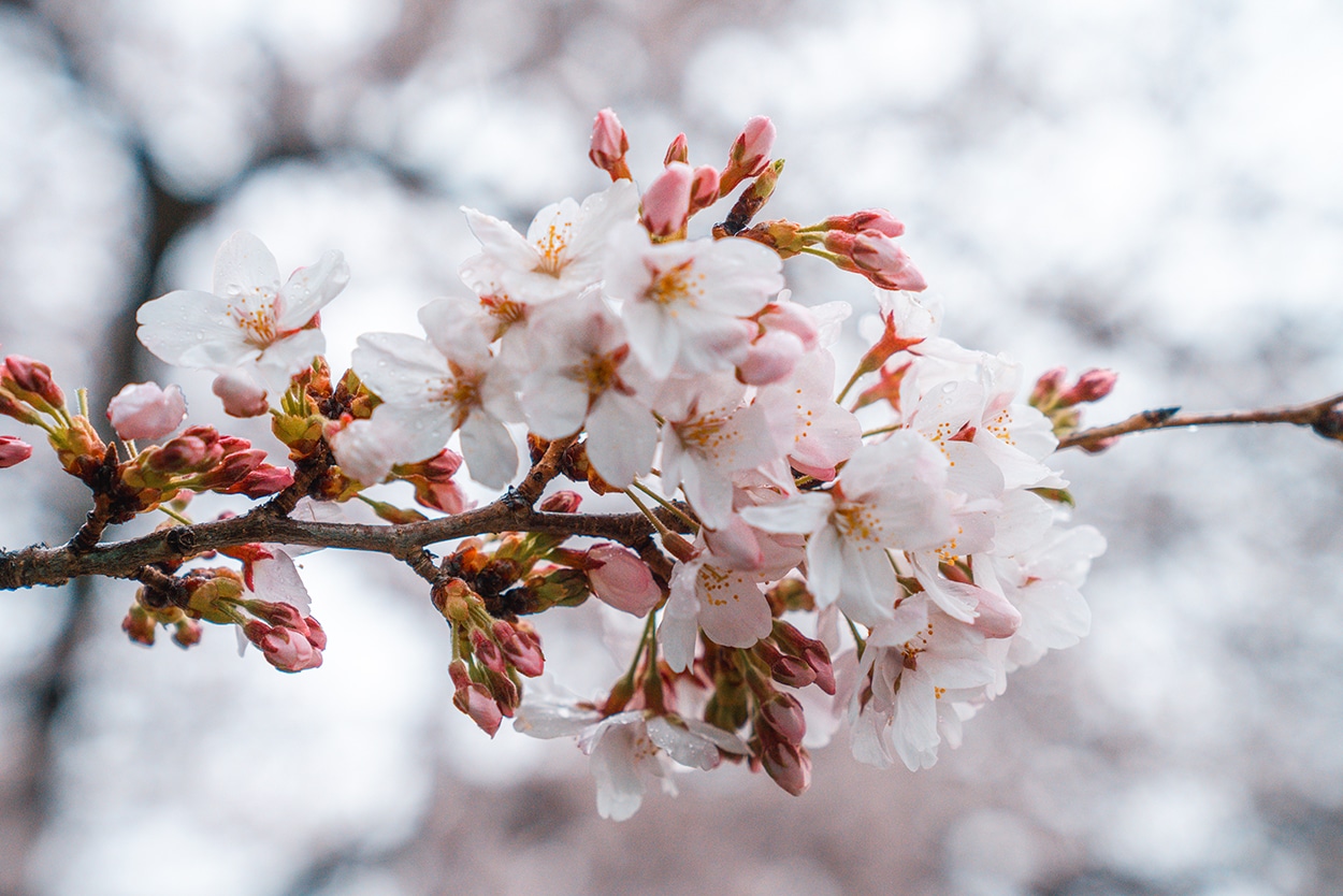 DC Cherry Blossom Camera: Capture Magical Blooms Live! - Washington DC Cherry Blossoms in Spring