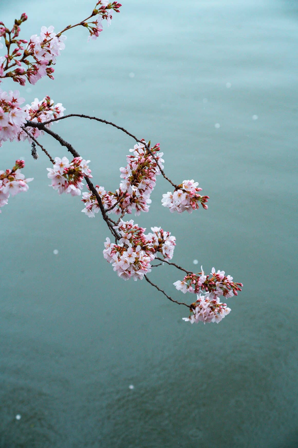 15 Ways to Enjoy the Cherry Blossoms in DC On Rainy Days - Cherry blossom branches over the Tidal Basin in D.C.