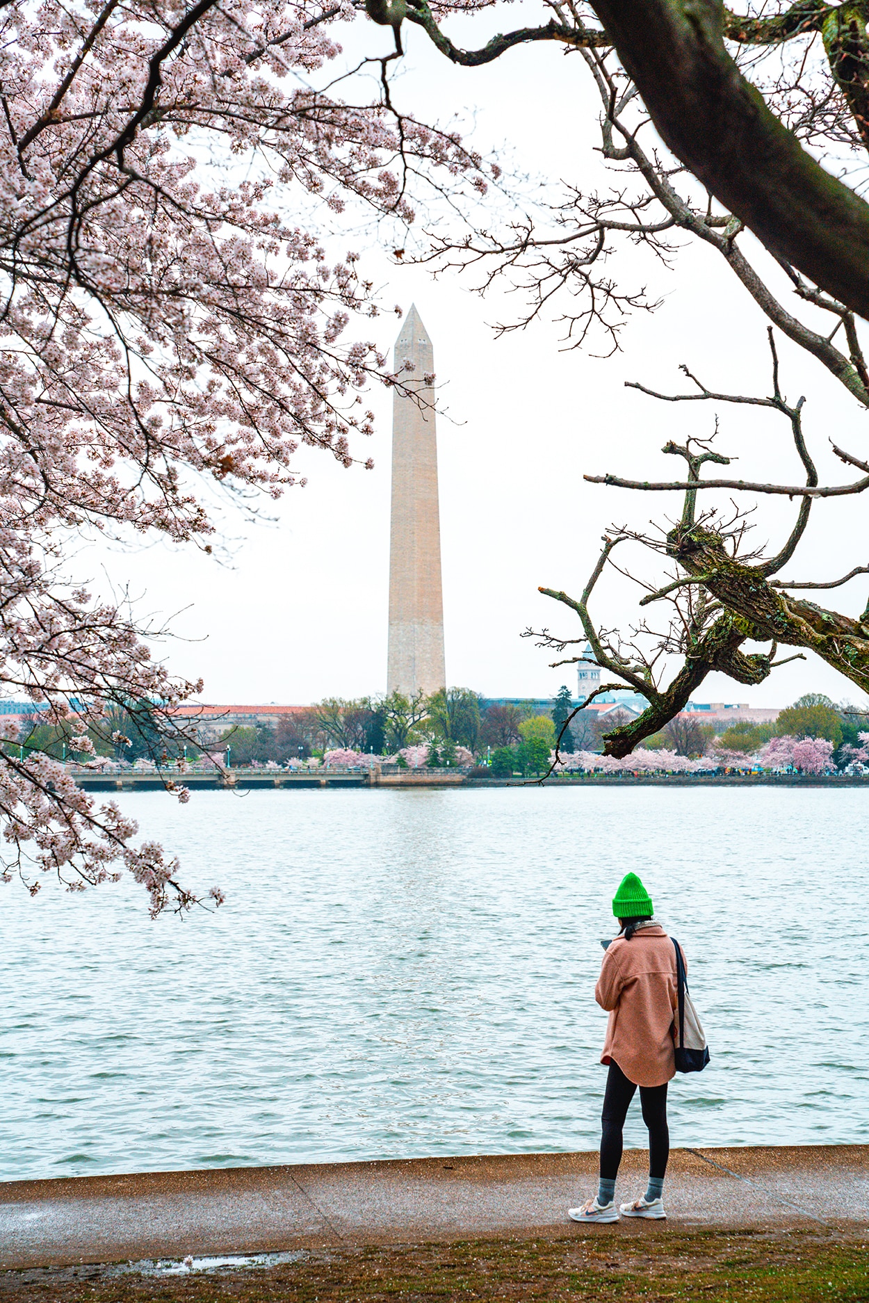 DC Cherry Blossom Camera: Capture Magical Blooms Live! - Girl on the tidal basin in Washington DC during the National Cherry Blossom Festival