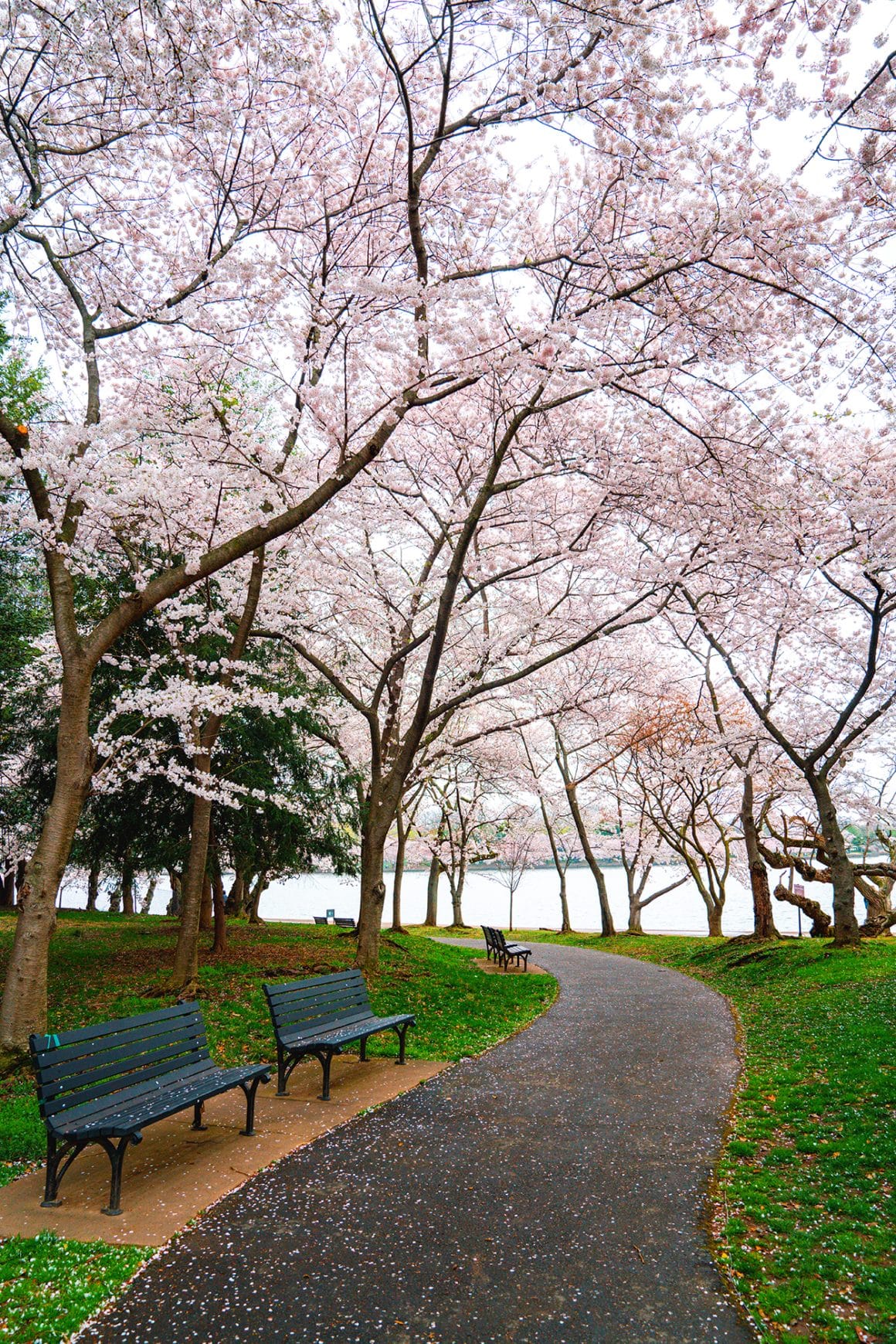 11 Best & Unforgettable Washington DC Cherry Blossoms Tips - Walking path around the Tidal Basin in D.C. during cherry blossom peak bloom