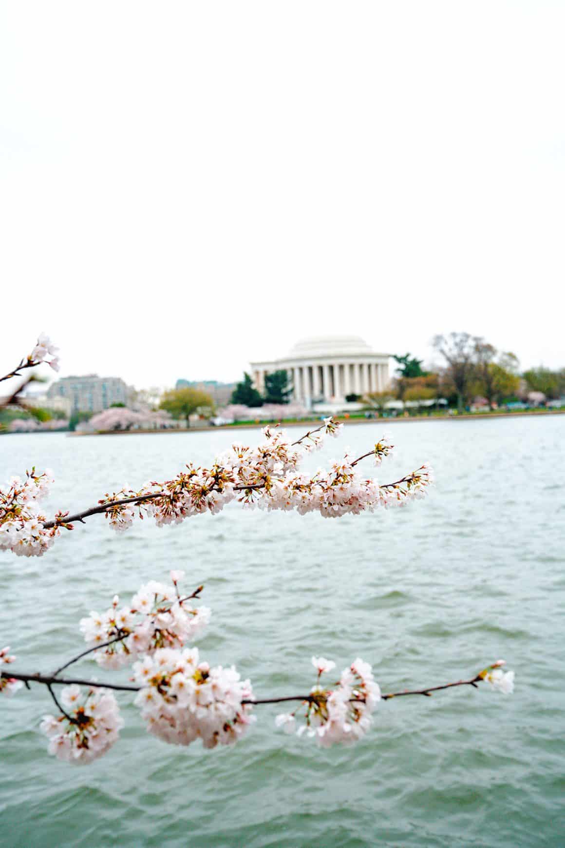 10 Amazing Ways to Enjoy DC Cherry Blossoms Season in 2025 - Washington DC Yoshino cherry blossom trees on the Tidal Basin in Washington DC