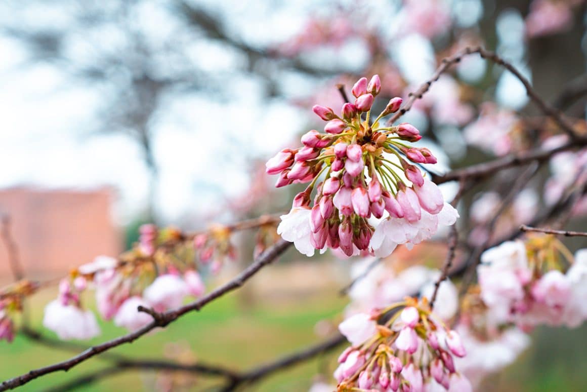 15 Ways to Enjoy the Cherry Blossoms in DC On Rainy Days - Baltimore cherry blossom trees at Fort McHenry in Maryland