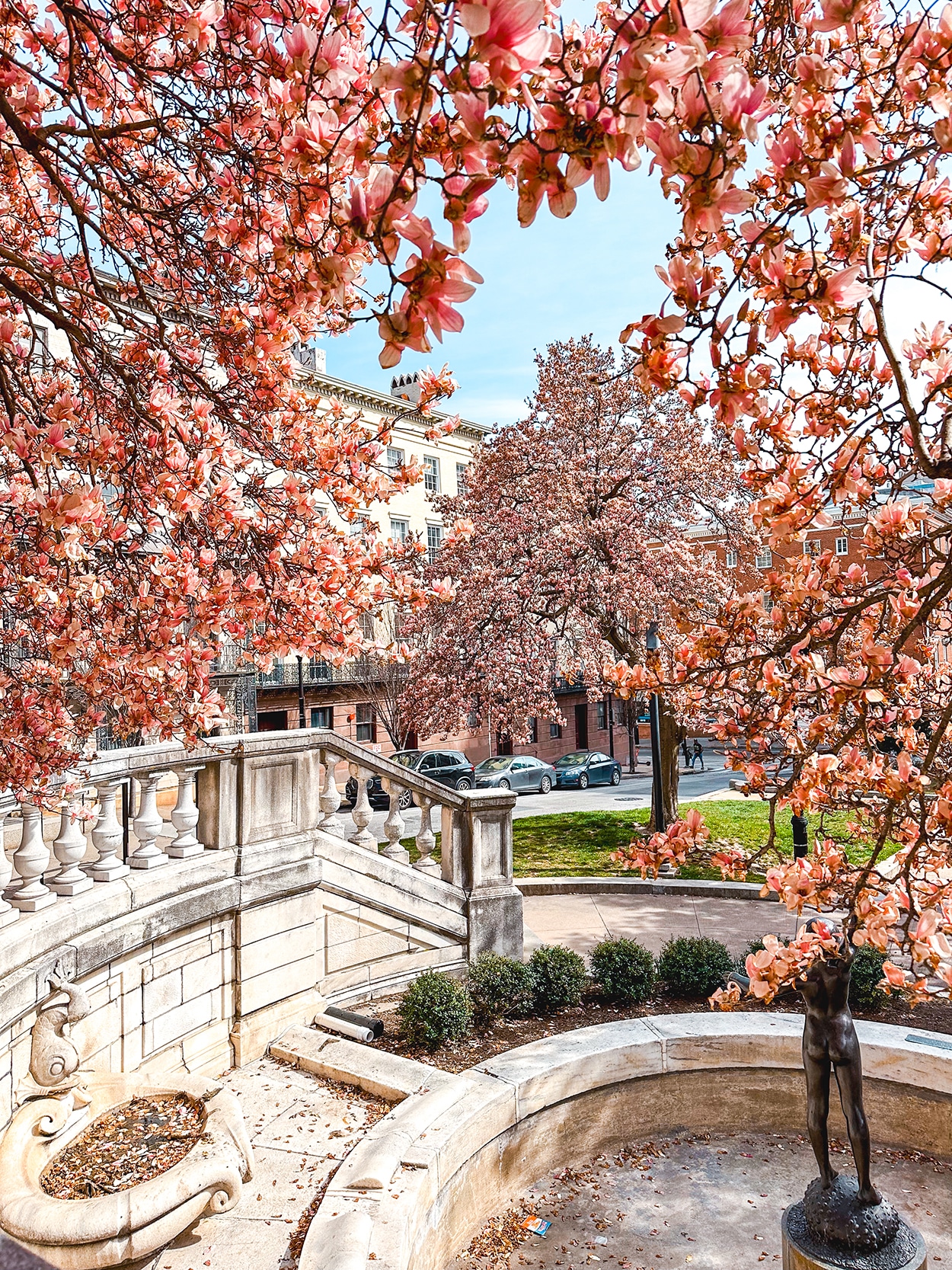 Magnolia trees in Mount Vernon Baltimore Maryland